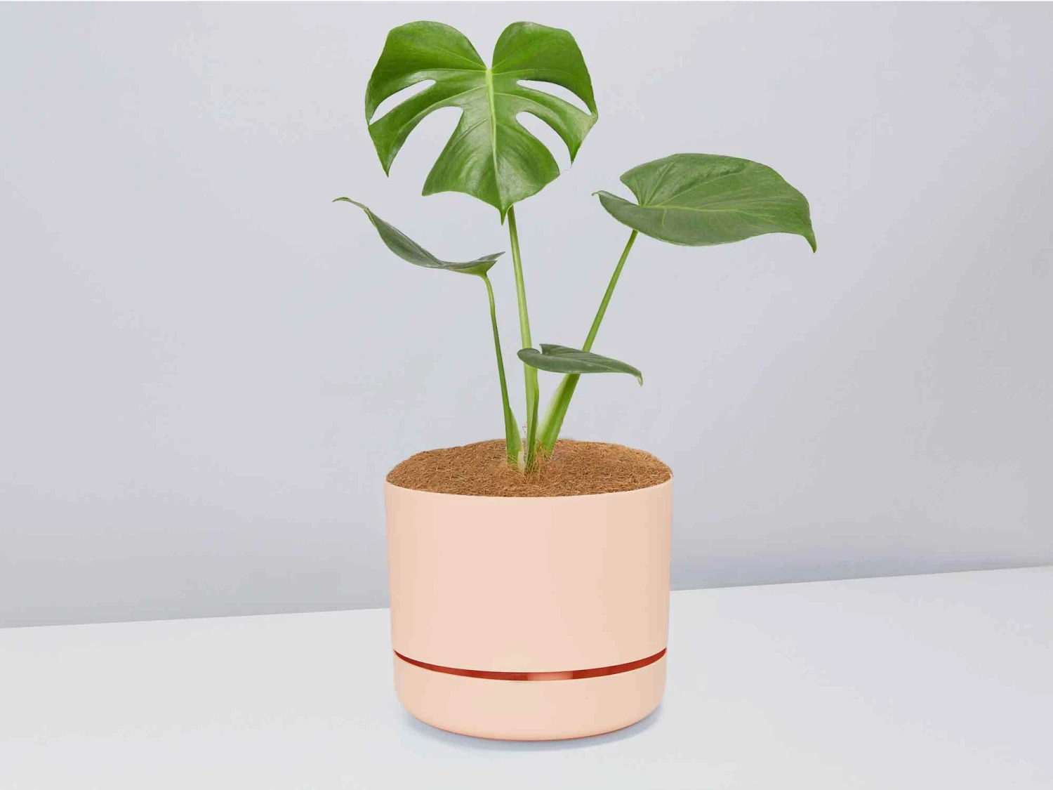 Monstera Deliciosa - Pot + Plant + Soil - Image 4