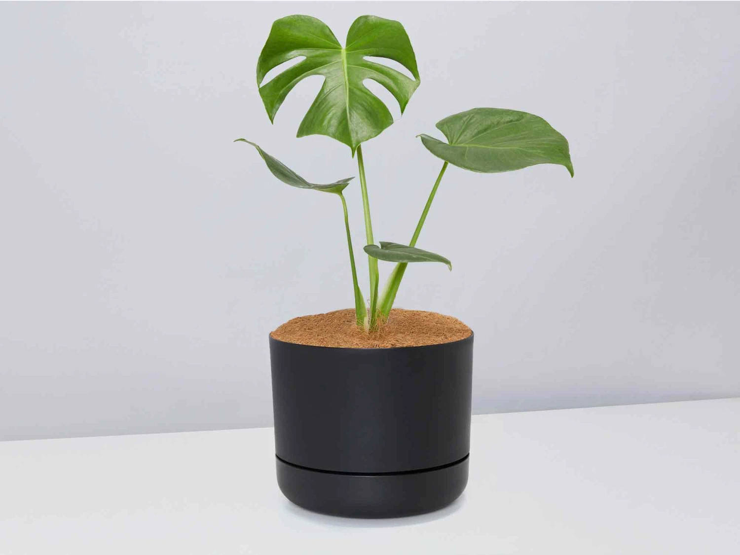 Monstera Deliciosa - Pot + Plant + Soil - Image 5