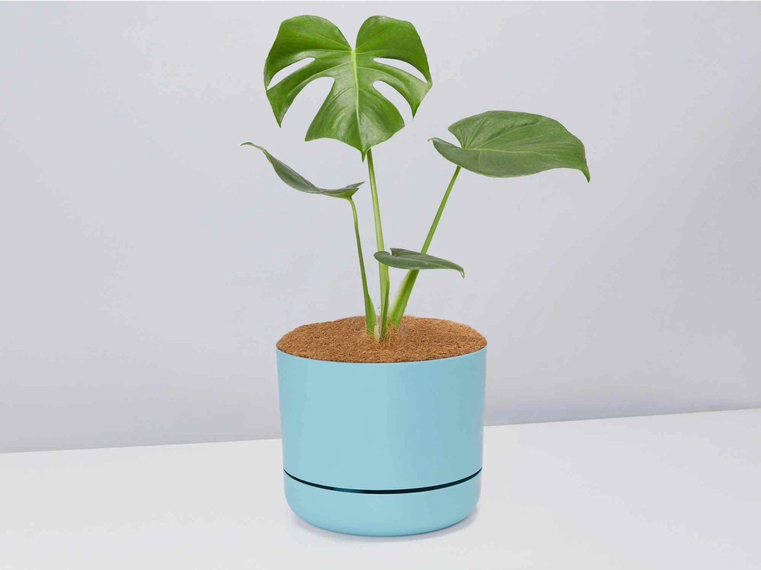 Monstera Deliciosa - Pot + Plant + Soil - Image 7