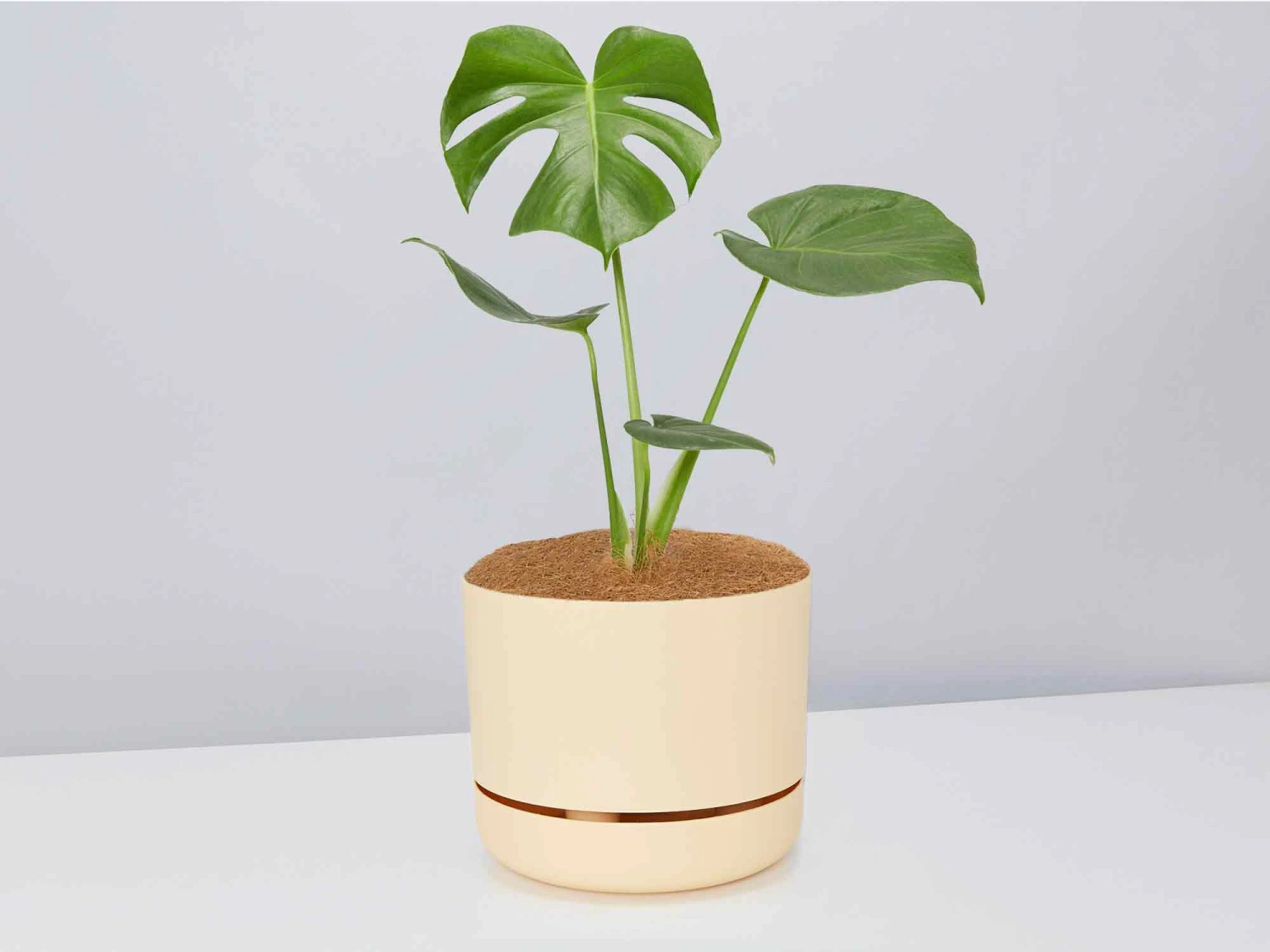 Monstera Deliciosa - Pot + Plant + Soil - Image 3