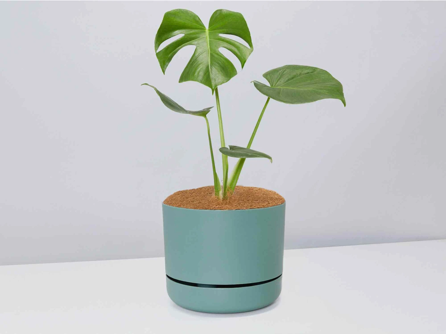 Monstera Deliciosa - Pot + Plant + Soil - Image 11