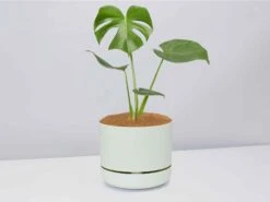 Monstera Deliciosa - Pot + Plant + Soil