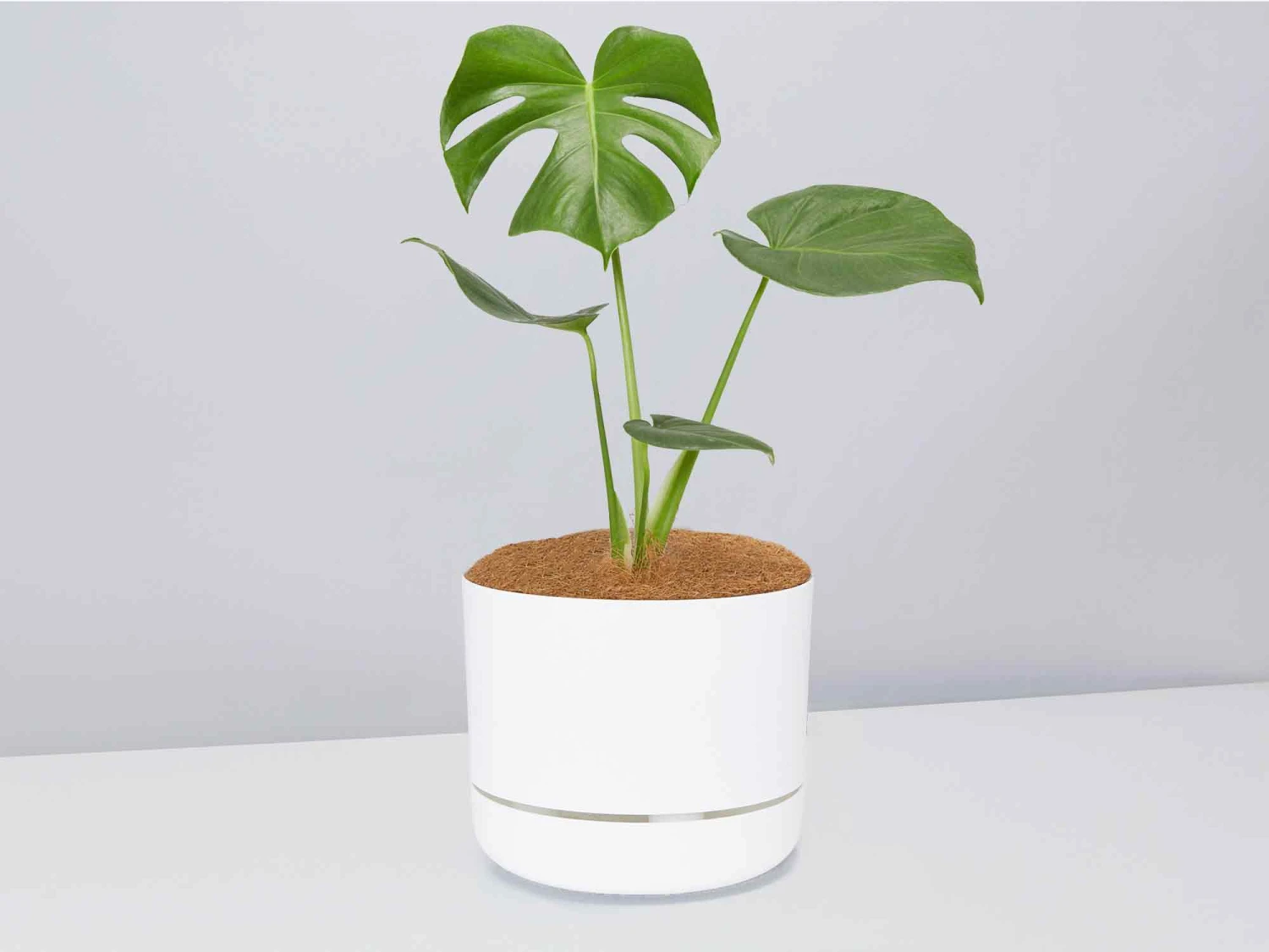 Monstera Deliciosa - Pot + Plant + Soil - Image 9