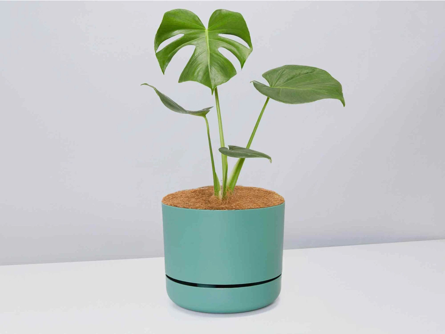 Monstera Deliciosa - Pot + Plant + Soil - Image 8