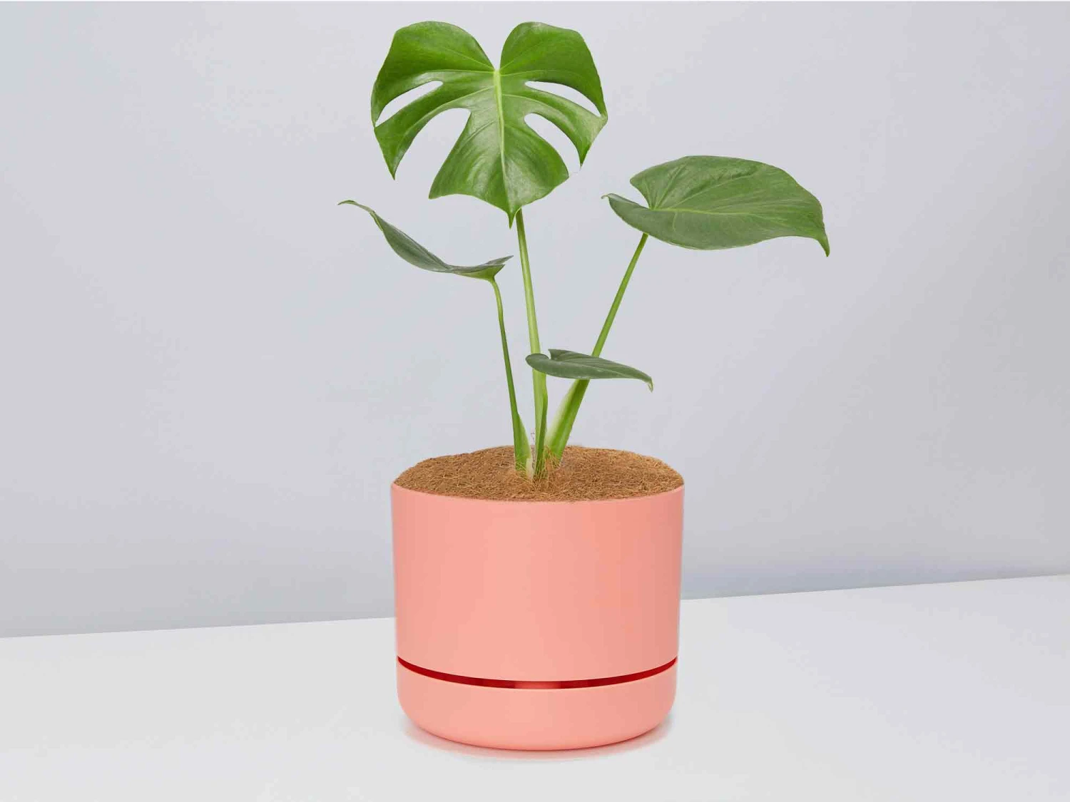 Monstera Deliciosa - Pot + Plant + Soil - Image 10