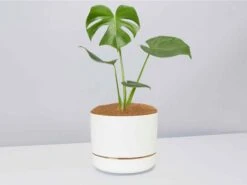 Monstera Deliciosa Gift Box - White Pot