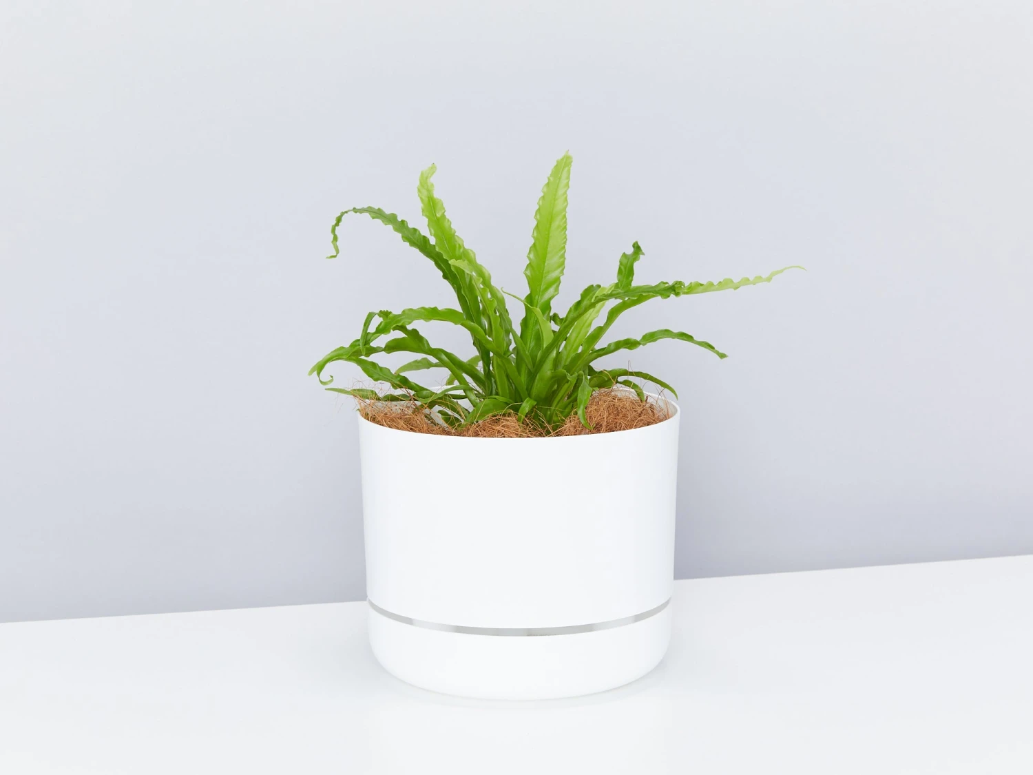 White Selfwatering Pots 215mm - Image 2