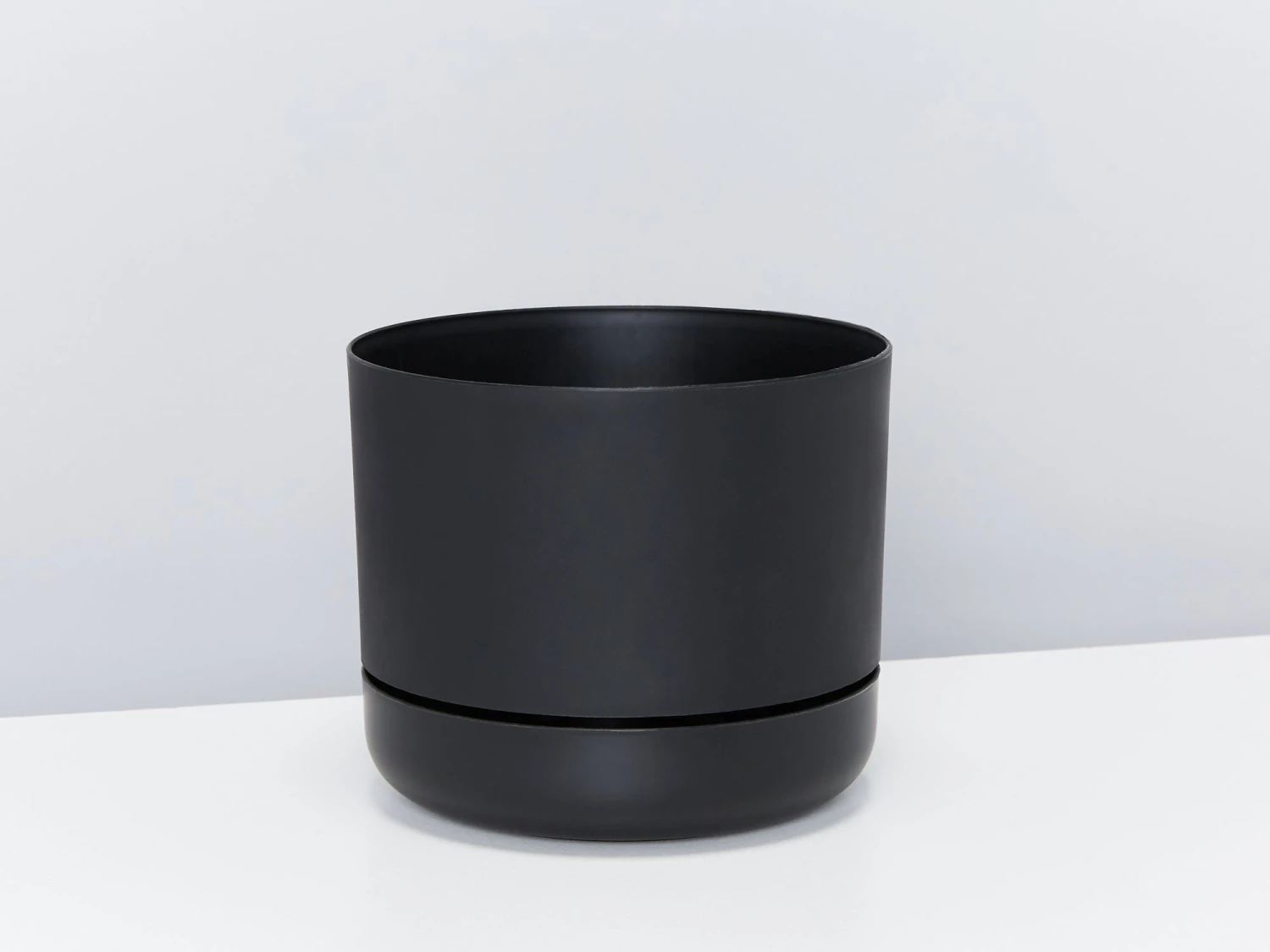 Platycerium Bifurcatum 'Elkhorn Fern' - Pot + Plant - Image 4