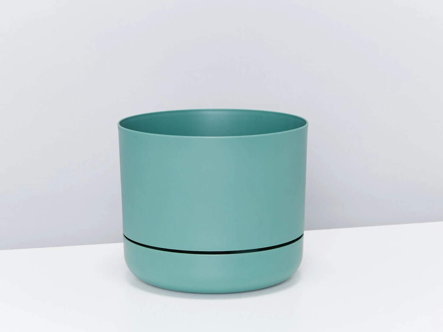 Crocodile Fern - Pot + Plant + Soil - Image 9