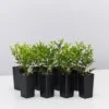 Murraya Min-a-Min Dwarf Hedging Pack