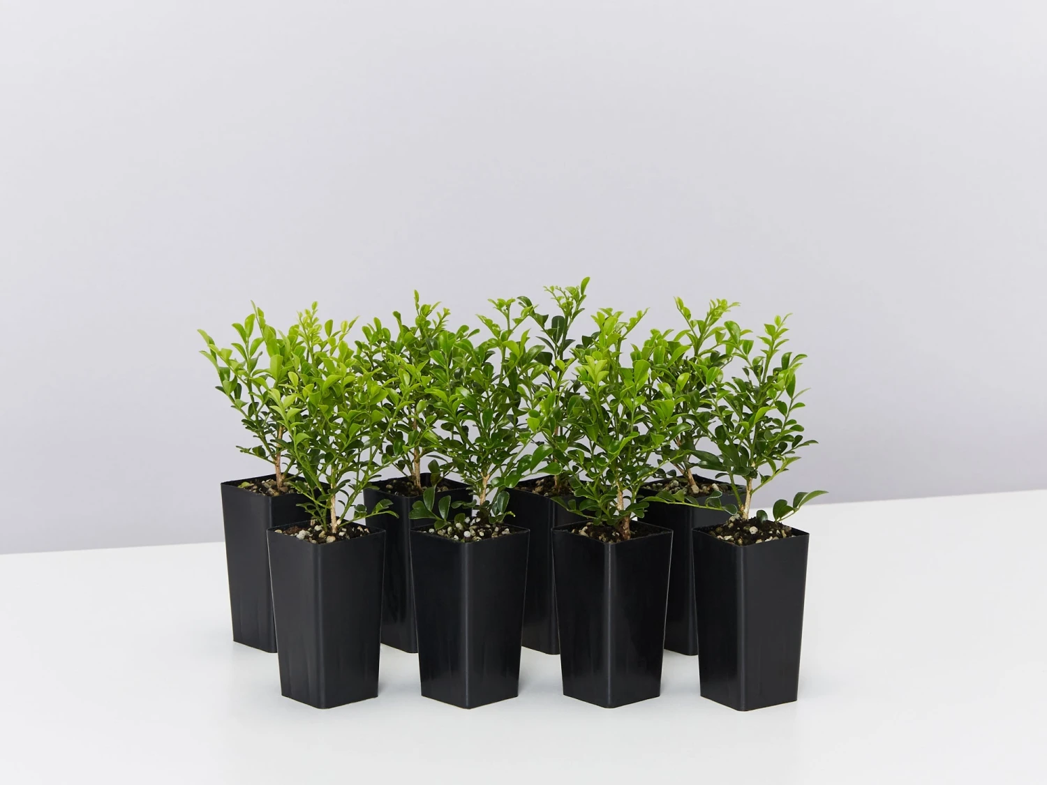 Murraya Min-a-Min Dwarf Hedging Pack