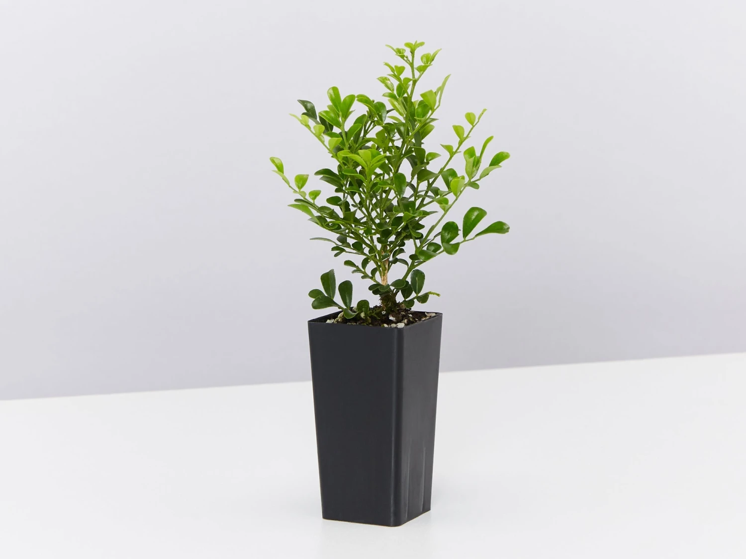 Murraya Min-a-Min Dwarf Hedging Pack - Image 3