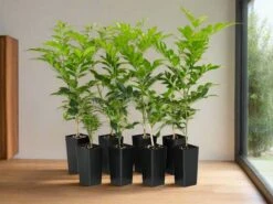 Murraya Paniculata Mock Orange Hedging Box