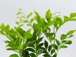 Murraya Paniculata - Mock Orange Hedging Pack (Taller Size)