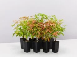 Nandina Domestica Nana