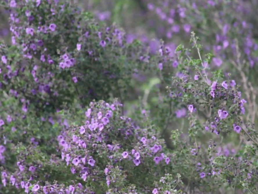 Prostanthera Sieberi - Native Mint - Image 4