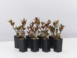 Nematanthus Fortaleza "Gold Fish Plant"