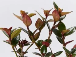 Nematanthus Fortaleza 85mm