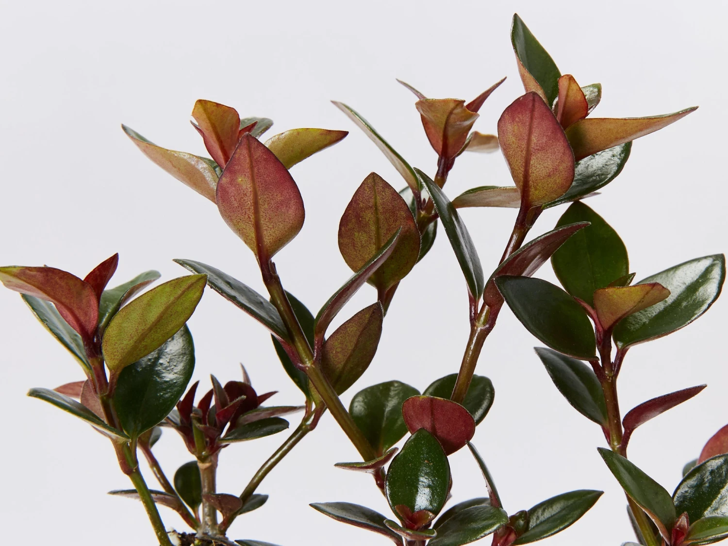 Nematanthus Fortaleza 85mm