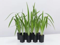 Neomarica Caerulea Indigo Blue