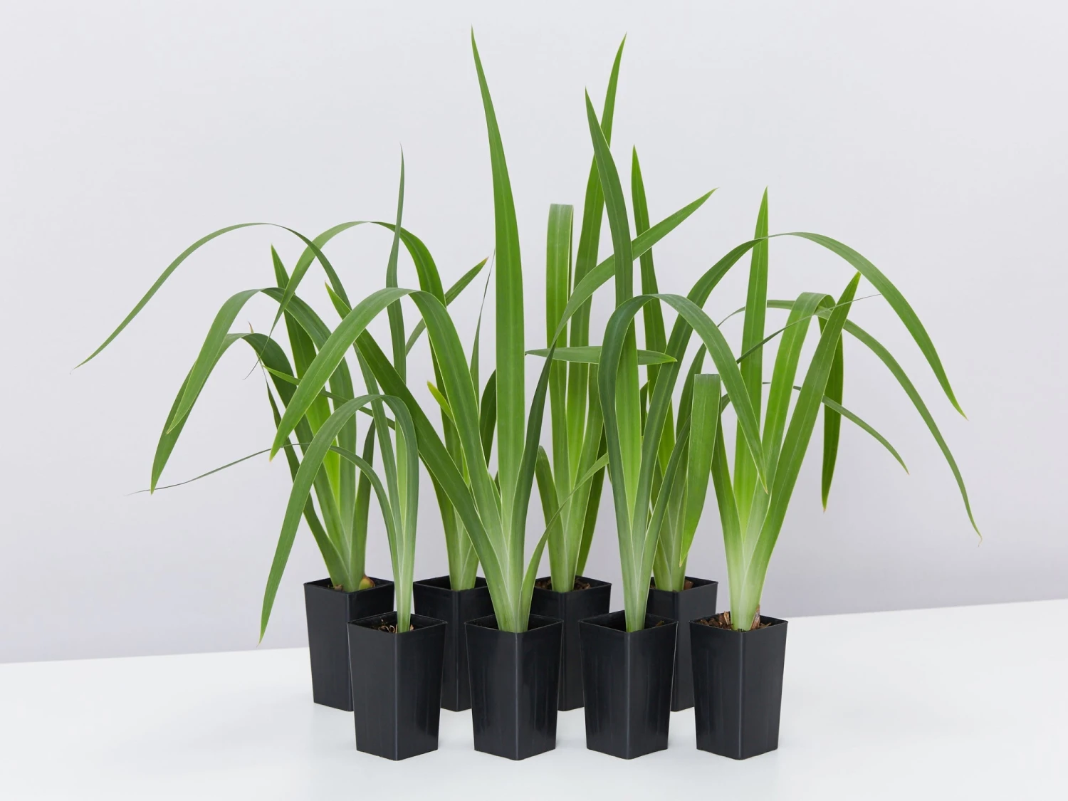 Neomarica Caerulea Indigo Blue