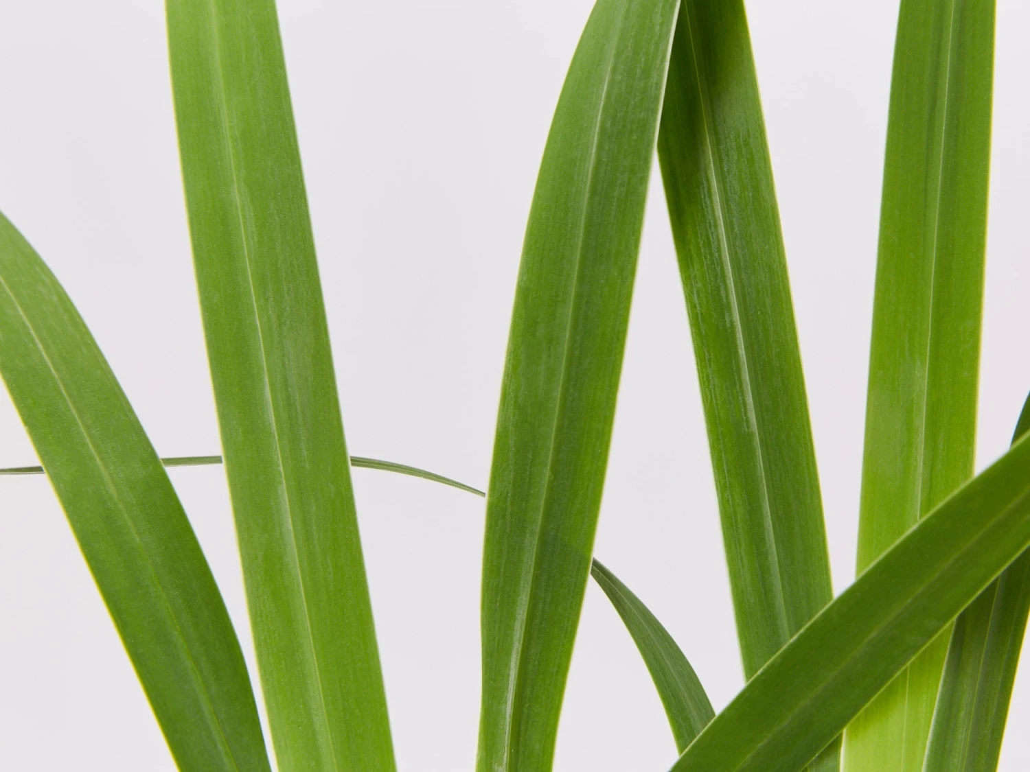 Neomarica Caerulea Indigo Blue - Image 2