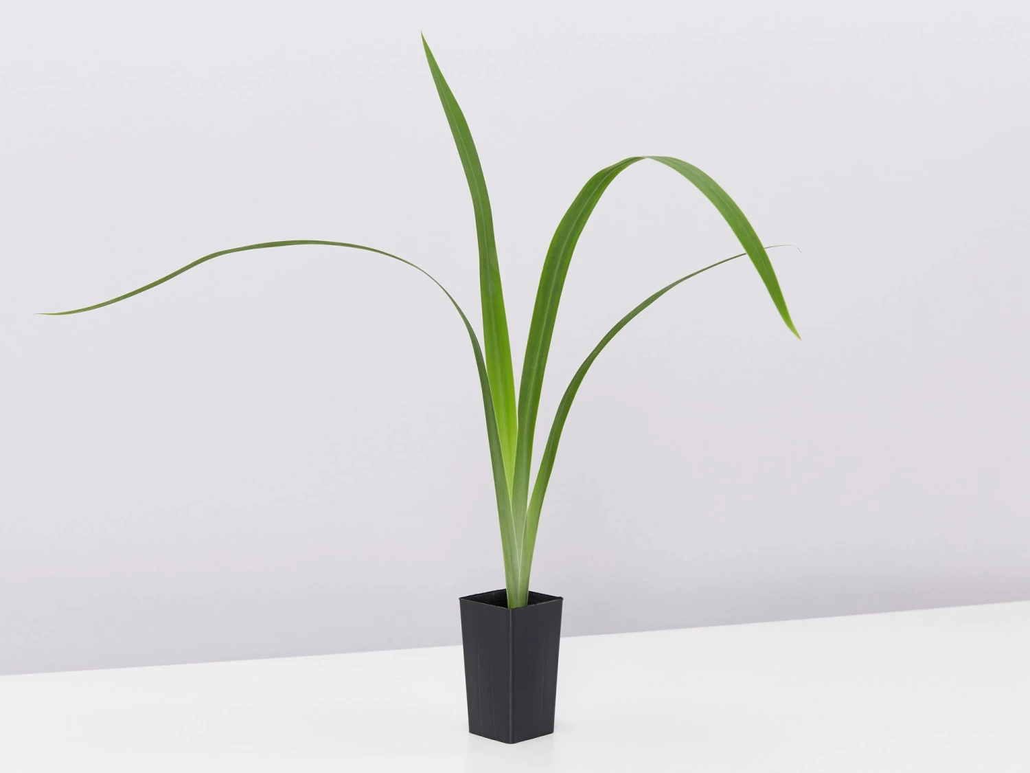 Neomarica Caerulea Indigo Blue - Image 3