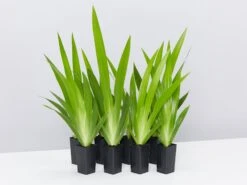 Neomarica Northiana 'Walking Iris' Plant Packs