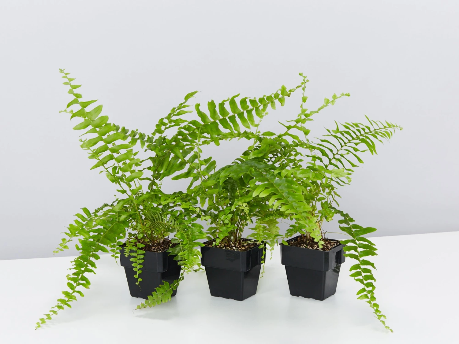 Nephrolepis Exaltata Bostoniensis 85mm