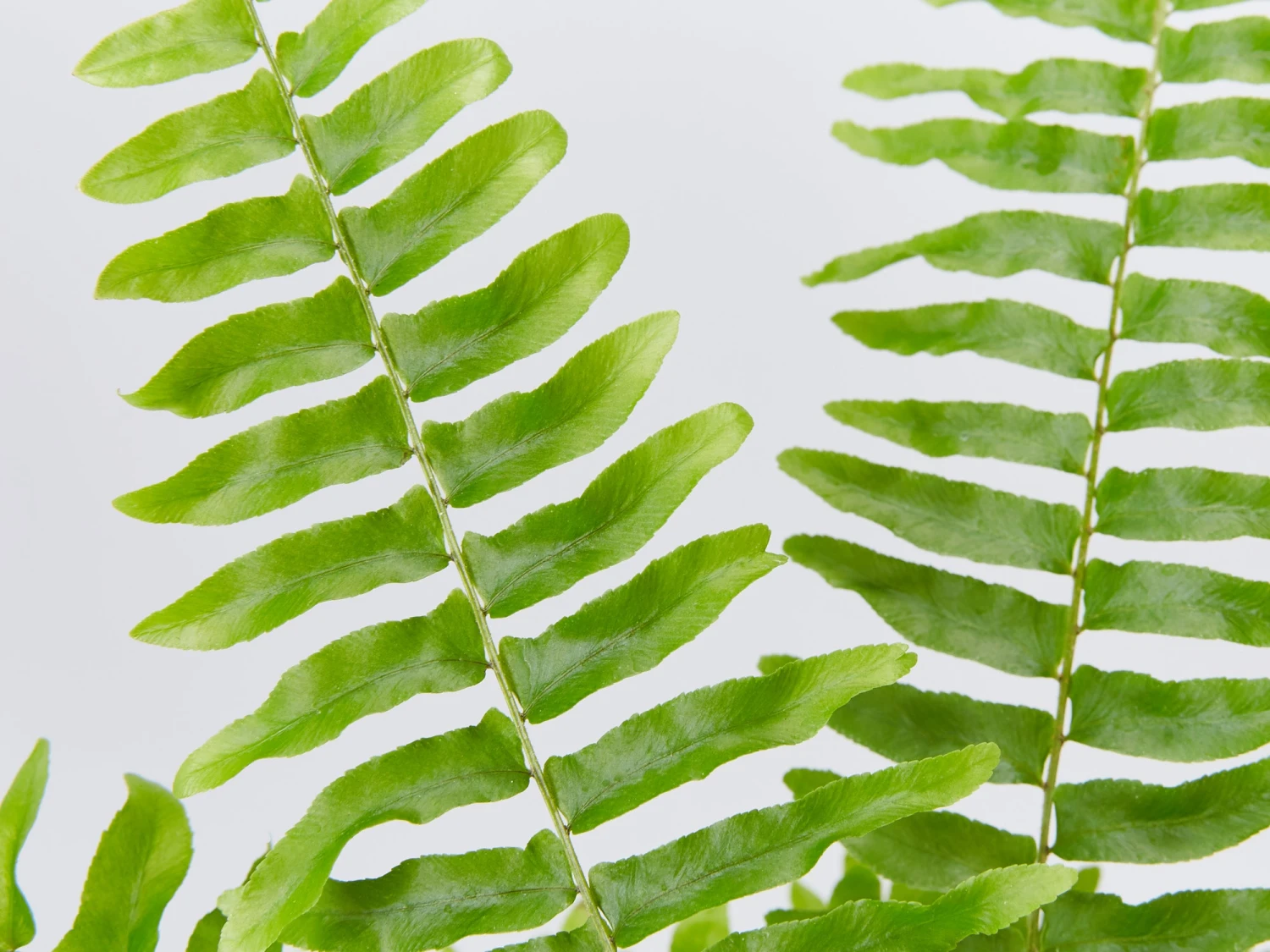 Nephrolepis Exaltata Bostoniensis 85mm - Image 2