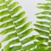 Nephrolepis Exaltata Bostoniensis "Boston Fern"