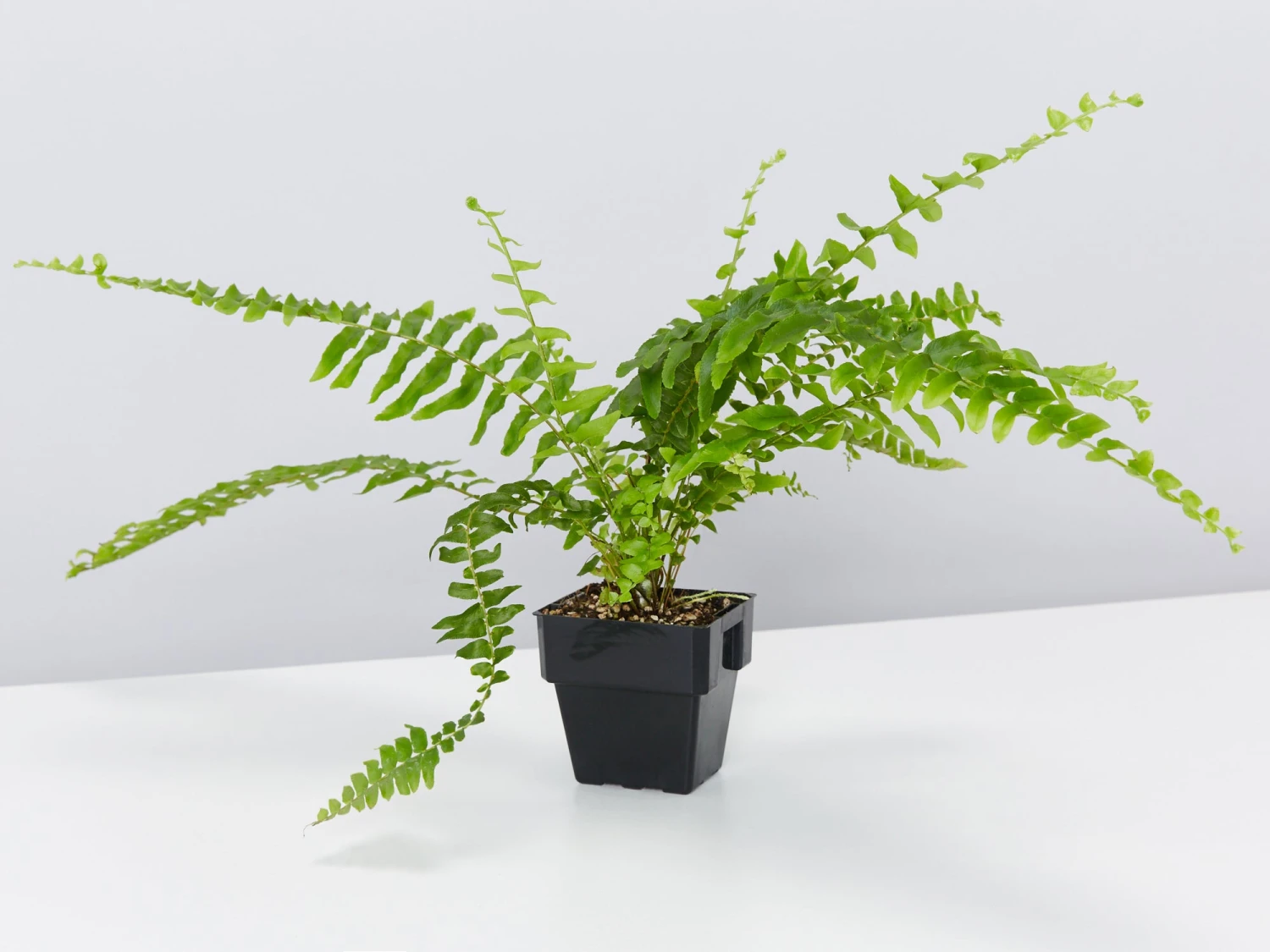 Nephrolepis Exaltata Bostoniensis 85mm - Image 3