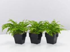 Nephrolepis Exaltata Pom Pom 85mm