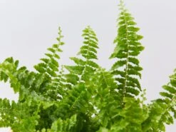 Nephrolepis Exaltata Fluffy Ruffles 85mm