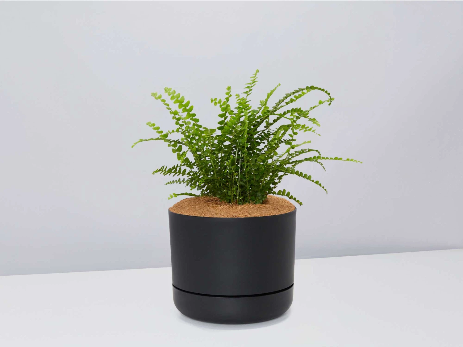 Fern Gift Box - Pot + Plant + Soil - Image 6