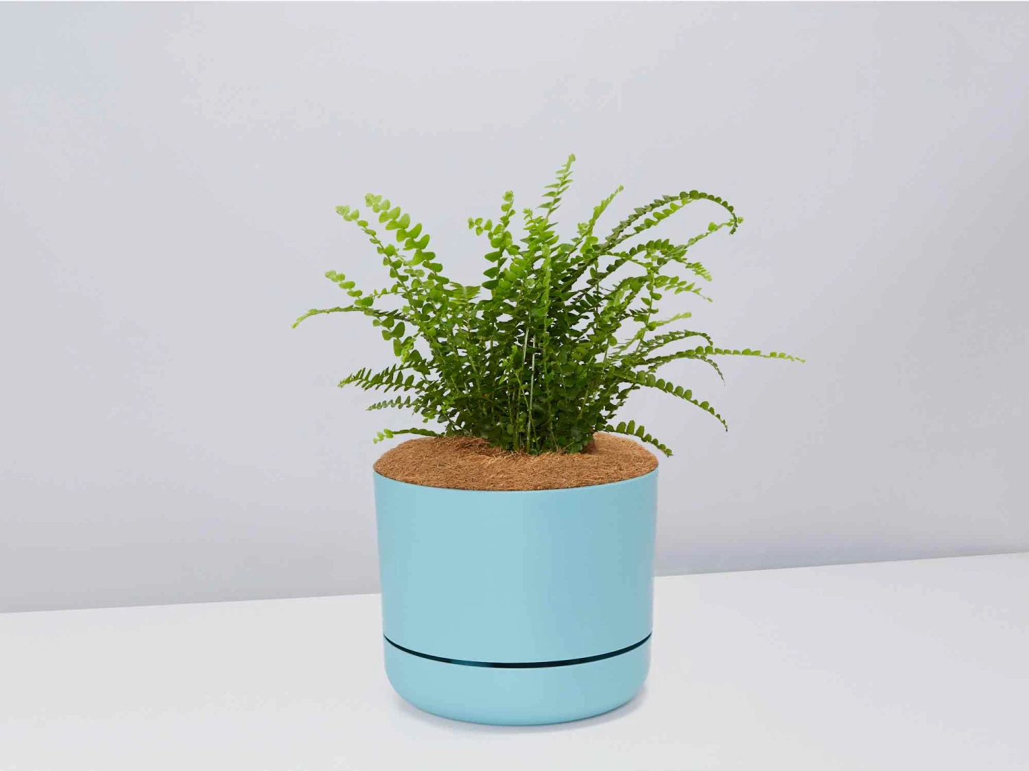 Fern Gift Box - Pot + Plant + Soil - Image 8
