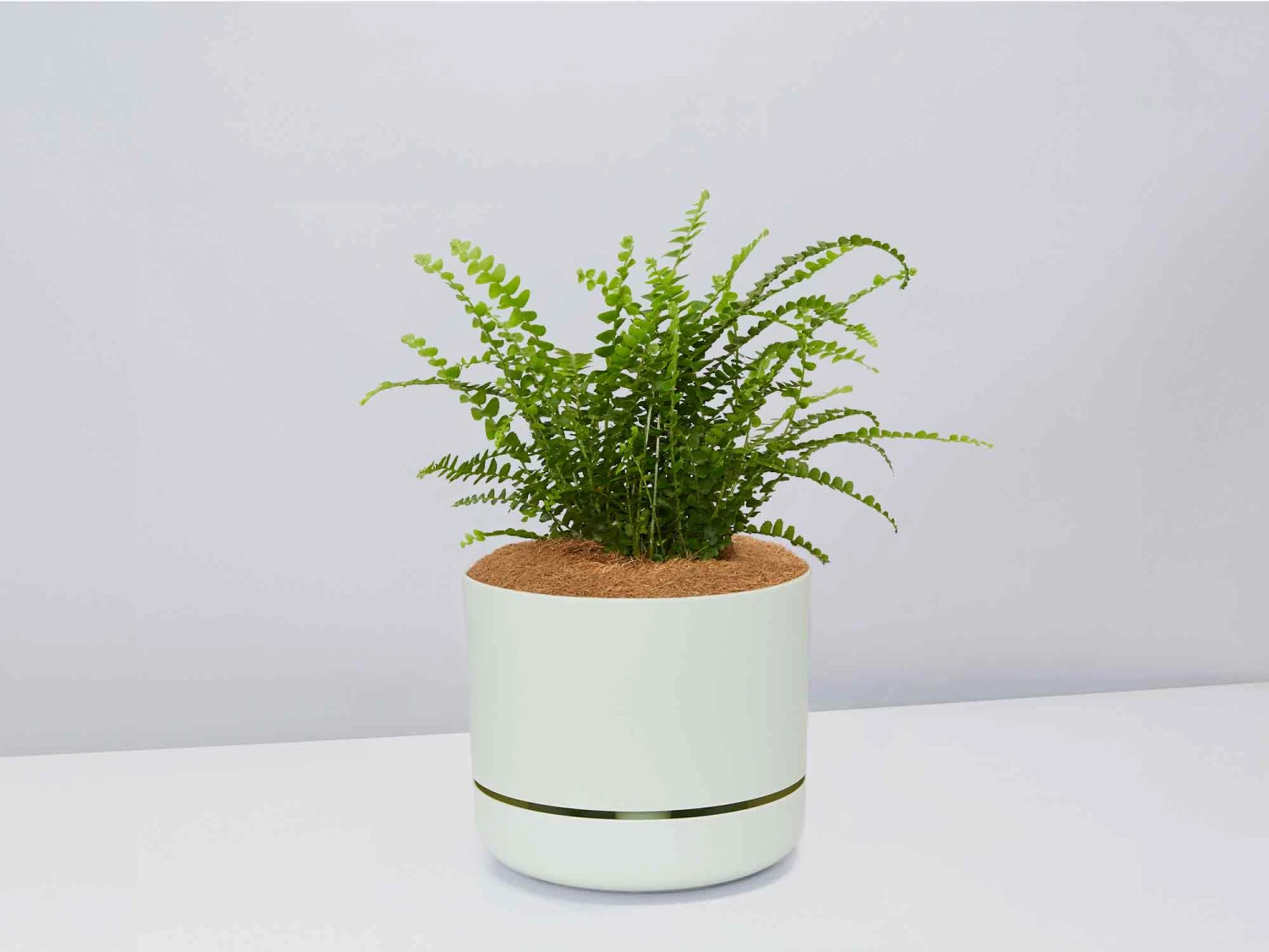 Fern Gift Box - Pot + Plant + Soil - Image 10