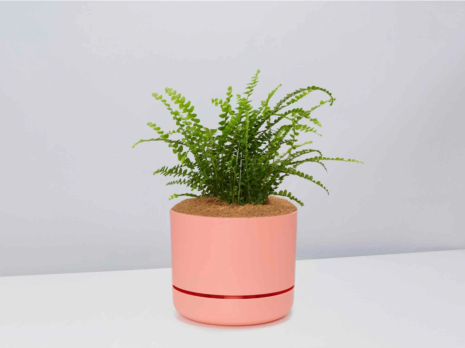 Fern Gift Box - Pot + Plant + Soil - Image 13