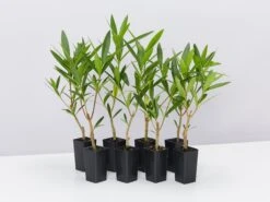 Nerium Oleander Double Pink