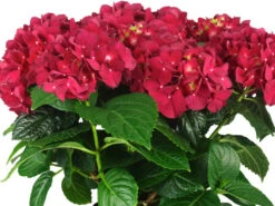 Hydrangea Macrophylla Schroll Red Purple Romance