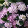 Hydrangea Macrophylla Schroll Popcorn Candy
