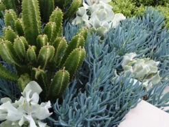 Senecio Serpens Blue Chalksticks Dwarf