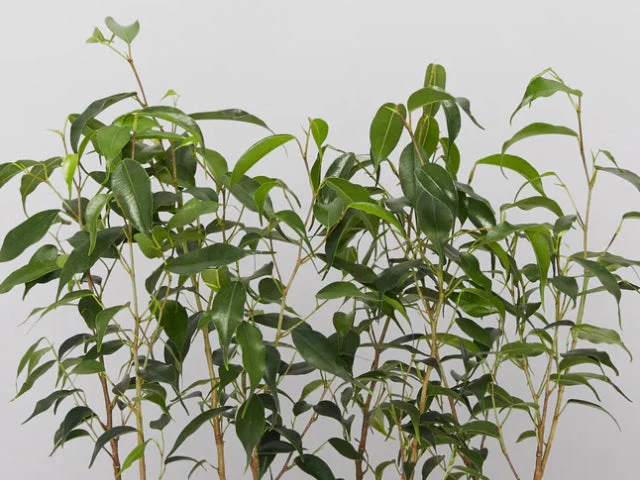 Assorted Box Of Ficus - Large - Image 4