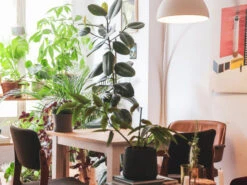 Assorted Box Of Ficus - Large