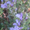 Salvia African Sky
