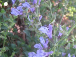 Salvia African Sky