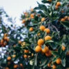 A Box Of Kumquat Plants - Citrus Japonica