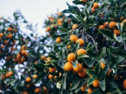 A Box Of Kumquat Plants - Citrus Japonica