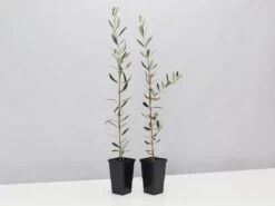 Olive Tree - Olea Europaea Manzanillo - 2 Pack
