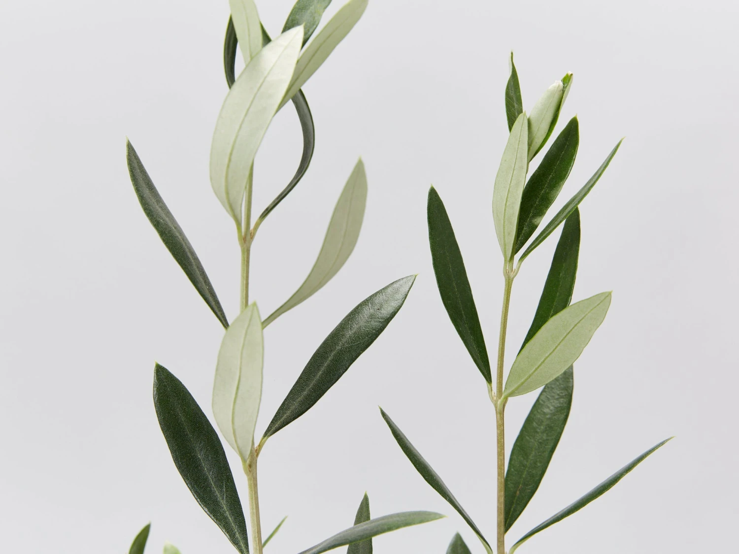 Olive Tree - Olea Europaea Manzanillo - 2 Pack - Image 2